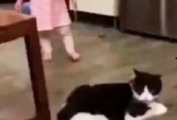 猫咪女孩在线观看,萌动时光，治愈系动画在线观看之旅